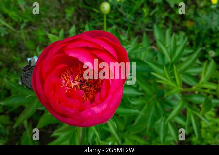 Big red peony bud on green foliage background. Stock Photo