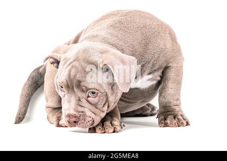 A liliac American bully puppy sits quietly and looks away. Isolated on a white background Stock Photo