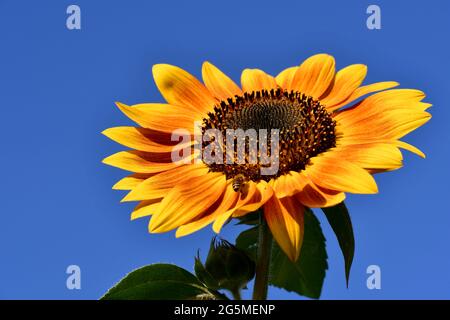 Bright yellow sunflower with bee against a clear blue sky Stock Photo