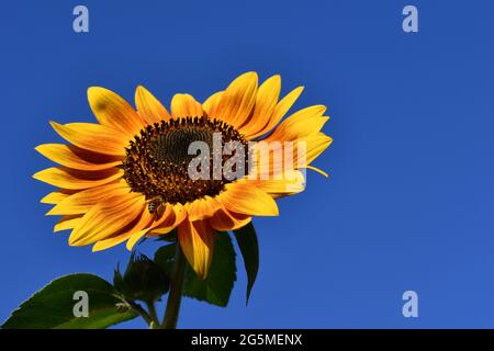 Bright yellow sunflower with bee against a clear blue sky Stock Photo