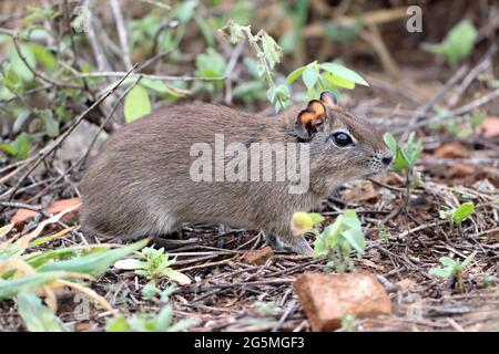 Brazilian guinea pig (Galea spixii) in the midst of wildlife, Northeastern Caatinga in Brazil Stock Photo