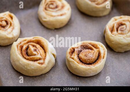 Small raw uncooked dough for cinnamon buns rolls swirl on parchment paper for rising and baking Stock Photo