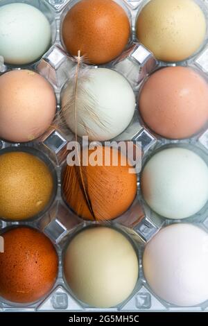 Closeup macro flat top view of farm fresh colorful heirloom pastured multicolored eggs in blue and green shades from local farm Stock Photo