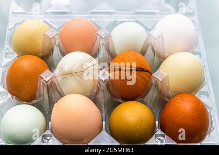 Closeup of farm fresh colorful multicolored heritage breed heirloom pastured multicolored eggs in blue and green shades from local farm Stock Photo