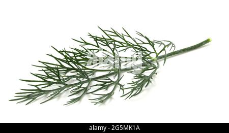 Dill branch isolated on white. Fresh herbs seasoning to add to dishes Stock Photo