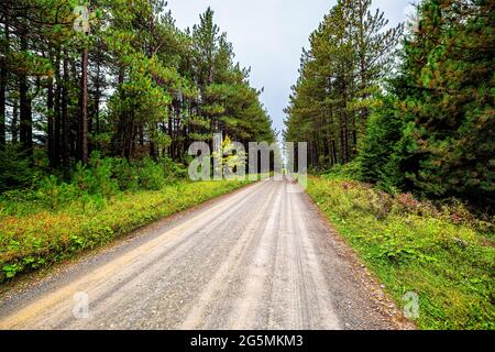 Car point of view wide angle road through spruce pine tree forest lining dirt path in Dolly Sods, West Virginia autumn fall season Stock Photo
