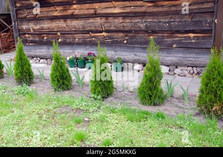 Green hedge of thuja trees. Green hedge of the tui tree. Nature, Stock Photo