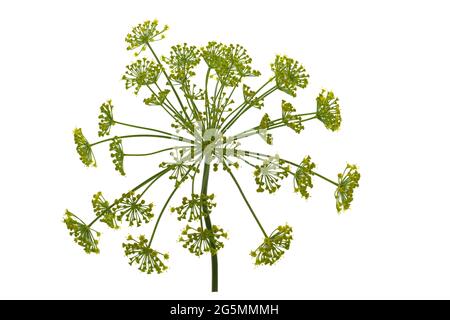 Dill flower isolated on white background. Stock Photo