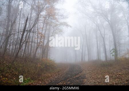 Trees woodland woods forest in morning fog foggy misty weather on Cedar Cliffs hiking trail road path in Wintergreen Resort ski town in Virginia Stock Photo