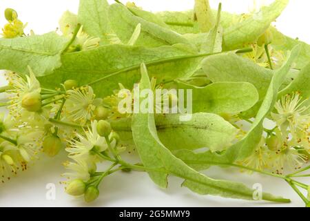 Linden flowers on a white background, linden for use in folk medicine. Stock Photo