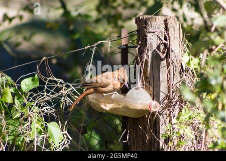 Pseudoseisura lophotes, eating from a trough made from recycled bottle Stock Photo