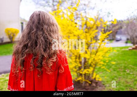 Back of homeowner woman looking at yellow forsythia plant shrub bush flowers blooming in spring in Virginia in garden Stock Photo