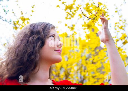 Happy young girl womman looking touching yellow forsythia plant shrub bush flowers petals blooming in spring in Virginia in garden Stock Photo