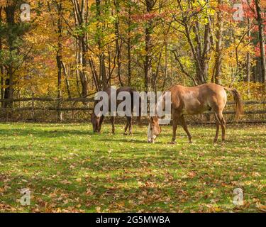 Two horses grazing on a farm with Fall colors. Stock Photo