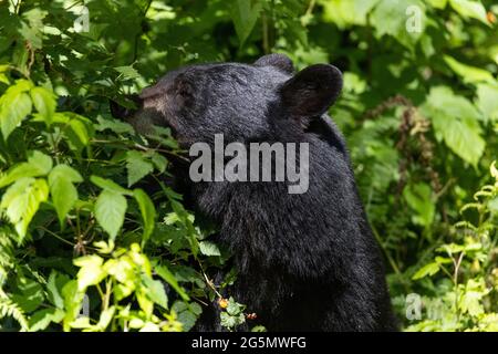 black bear eating berries at Coquitlam BC Canada Stock Photo