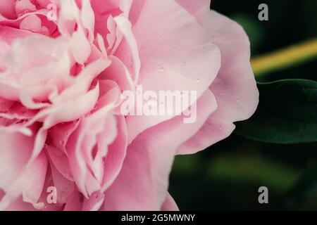 Beautiful pink fresh flowers and buds big peonies with drops after rain close up Stock Photo