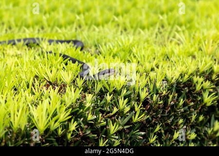 Southern black racer snake Coluber constrictor priapus perches on a bush in Naples, Florida. Stock Photo