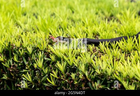 Southern black racer snake Coluber constrictor priapus perches on a bush in Naples, Florida. Stock Photo