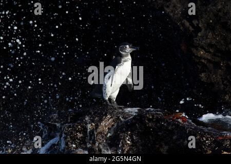 Galápagos penguin (Spheniscus mendiculus) on rocks with splashing waves Stock Photo