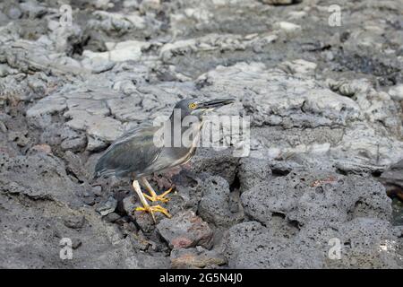 Lava Heron (Butorides sundevalli) on lava rocks Stock Photo