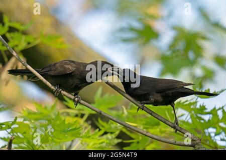 Common Grackle (Quiscalus quiscula) feeding its young Stock Photo