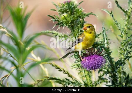 American Goldfinch (Spinus tristis), perched on a thistle Stock Photo