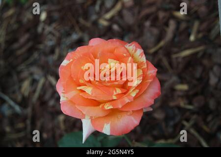Orange Yellow Striped Rose Flower Stock Photo