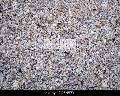 The beach at Shelly Bay in the Kaipara Harbour, Auckland, is made up of tiny shells washed up from the sea. New Zealand beach holiday destination. Stock Photo