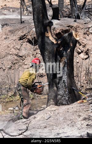 A sawyer on a hotshot firefighting crew cuts down a tree damaged in a forest fire to mitigate its risk of falling on the road. Stock Photo