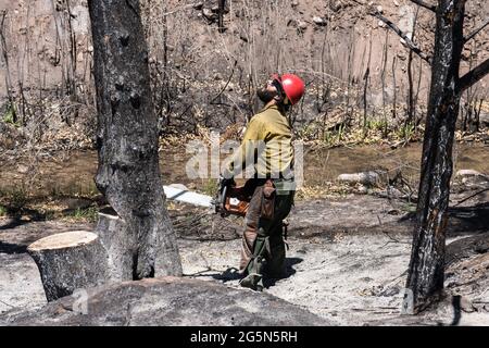 A sawyer on a hotshot firefighting crew cuts down a tree damaged in a forest fire to mitigate its risk of falling on the road. Stock Photo