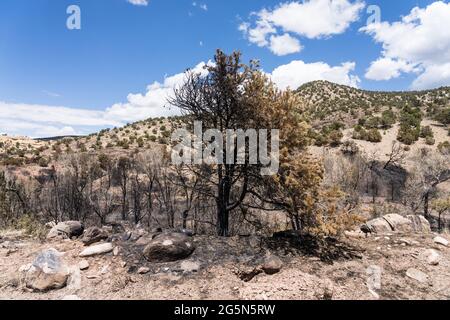 A partially burned pinyon pine tree, burned in the Pack Creek Fire in the Manti-La Sal National Forest near Moab, Utah. Stock Photo