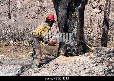 A sawyer on a hotshot firefighting crew cuts down a tree damaged in a forest fire to mitigate its risk of falling on the road. Stock Photo