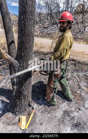 A sawyer on a hotshot firefighting crew cuts down a tree damaged in a forest fire to mitigate its risk of falling on the road. Stock Photo