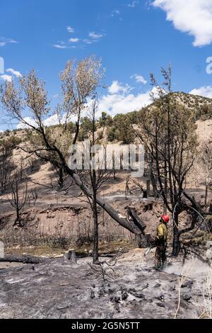 A sawyer on a hotshot firefighting crew cuts down a tree damaged in a forest fire to mitigate its risk of falling on the road. Stock Photo