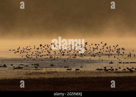 Sanderlings, Calidris alba, fly over a foggy, bird-filled Morro Bay, California estuary during a cold winter morning.