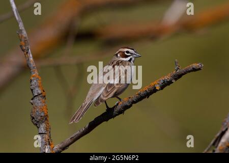 An adult Lark Sparrow, Chondestes grammacus, perched on a dead branch in a riparin corridor on California's San Luis NWR. Stock Photo