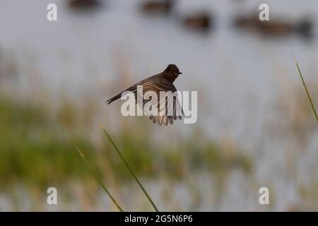 An adult Black Phoebe, Sayornis nigricans, in-flight over a marshland at California's Merced National Wildlife Refuge, San Joaquin Valley. Stock Photo