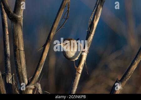 An adult Marsh Wren, Cistothorus palustris, perched on dry weed in California's Merced National Wildlife Refuge, San Joaquin Valley. Stock Photo