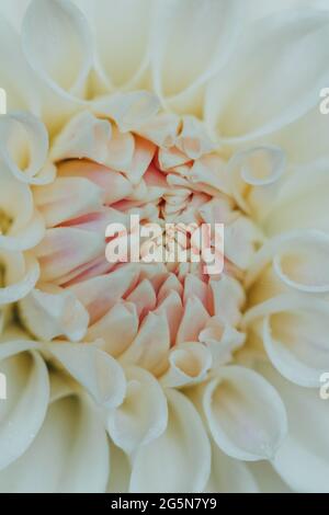 White and cream Coloured Dahlia, detailed petal shots with Macro close up detail of the flower centre. Stock Photo
