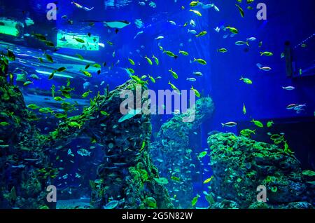 A large, floor-to-ceiling aquarium filled with Atlantic porkfish and other marine life gives visitors an immersive experience at Mississippi Aquarium. Stock Photo