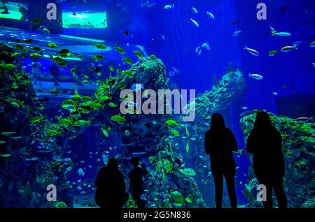 A large, floor-to-ceiling aquarium filled with Atlantic porkfish gives visitors an immersive experience at Mississippi Aquarium. Stock Photo