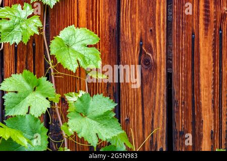 beautiful wooden boards painted with mastic with green grape leaves Stock Photo
