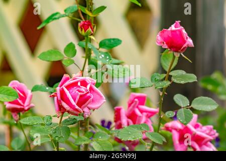view of large buds of scarlet roses, the petals of which are beginning to wither, against the background of the wall of a wooden country house Stock Photo