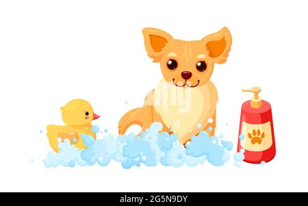 Dog grooming in a bath with shampoo and duck. Chihuahua in soap foam isolated in white background. Vector illustration in cute cartoon style Stock Vector