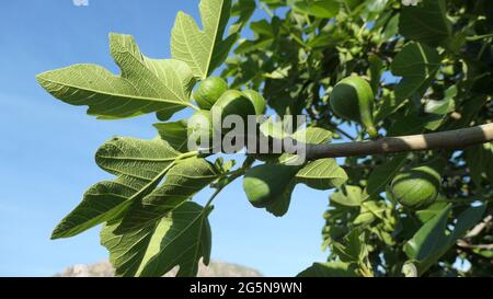 Green figs on tree in Andalusian countryside viewed against blue spring sky Stock Photo
