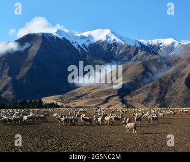 Farming - Sheep at Castle Hill in Winter, New Zealand Stock Photo