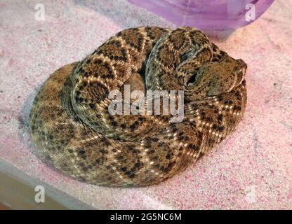 Palm Desert, California, USA 24th June 2021 A general view of atmosphere of Western Diamond-backed Rattlesnake at The Living Desert Zoo & Gardens on June 24, 2021 in Palm Desert, California, USA. Photo by Barry King/Alamy Stock Photo Stock Photo