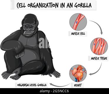 Diagram showing cell organization in a gorilla illustration Stock Vector