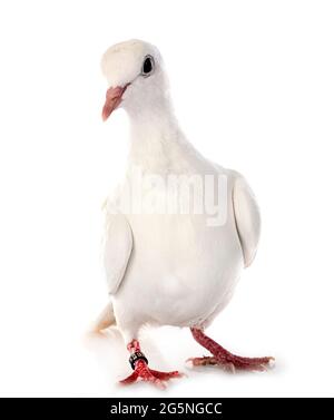 African collared dove in front of white background Stock Photo