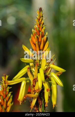 Closeup of Aloe cryptopoda, also known as Yellow Aloe and Aloe cryptopoda Baker. It is a species of flowering plant in the Asphodelaceae family. Stock Photo